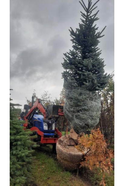 Ель колючая голубая Глаука